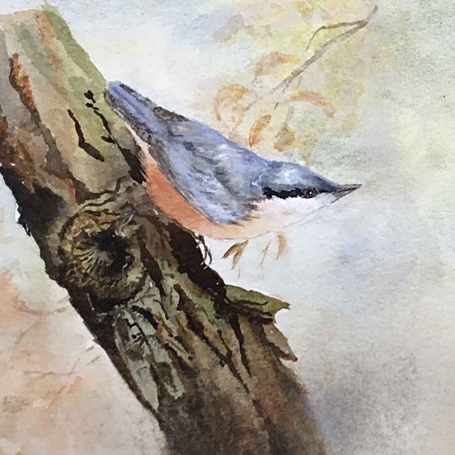 Nuthatch
