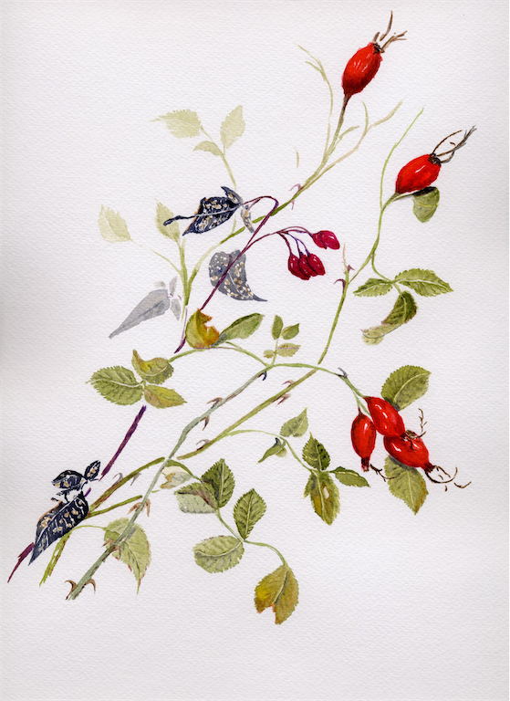 Rosehips